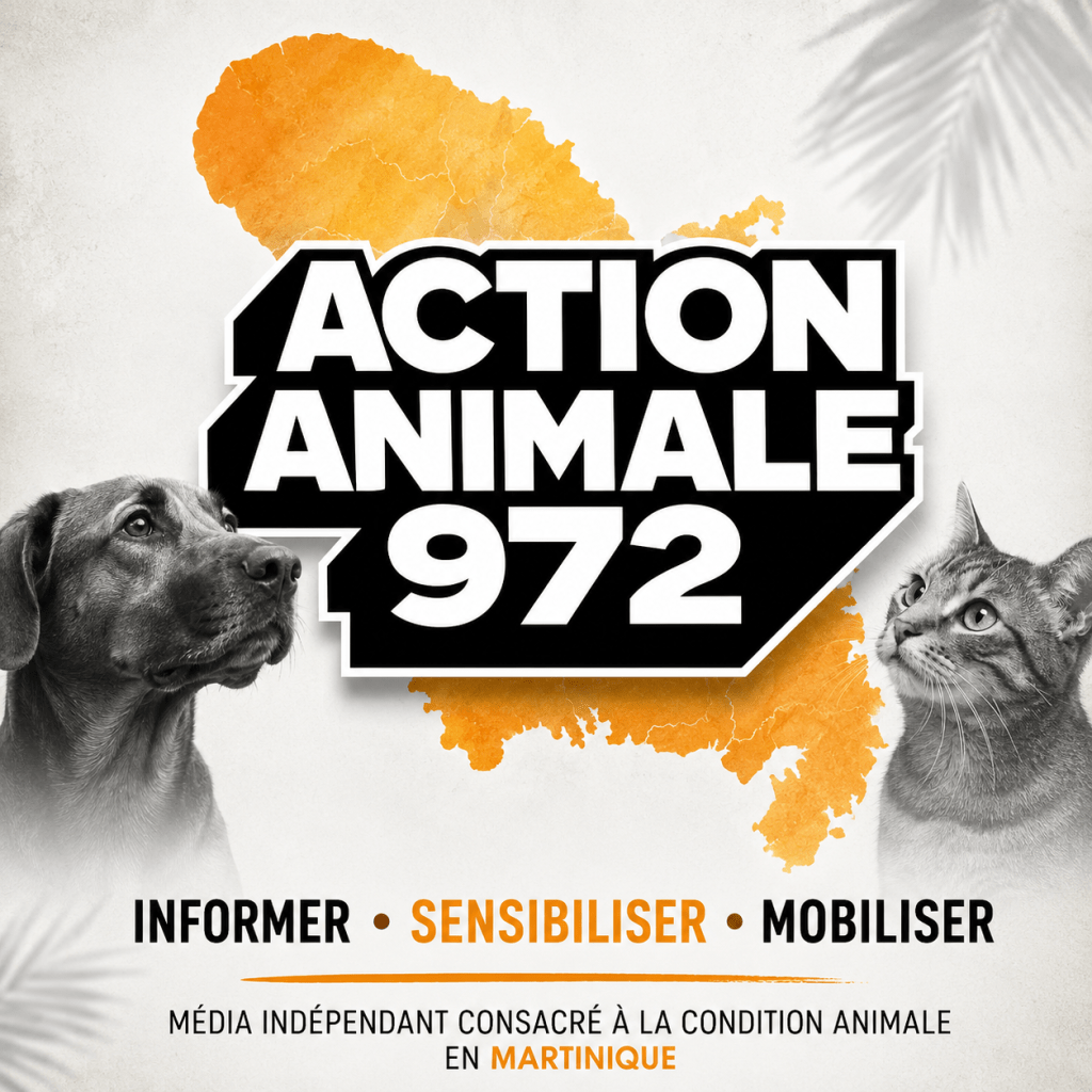 COPIL sur l’errance canine : comprendre l’instance qui tente de coordonner une crise ancienne en&nbsp;Martinique